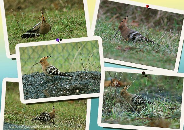 hoopoe, hoopoes, bird-1.jpg - FELICIA THE HOOPOE - FELICIA PARK FARM, GOSPORT - 10TH JANUARY 2006